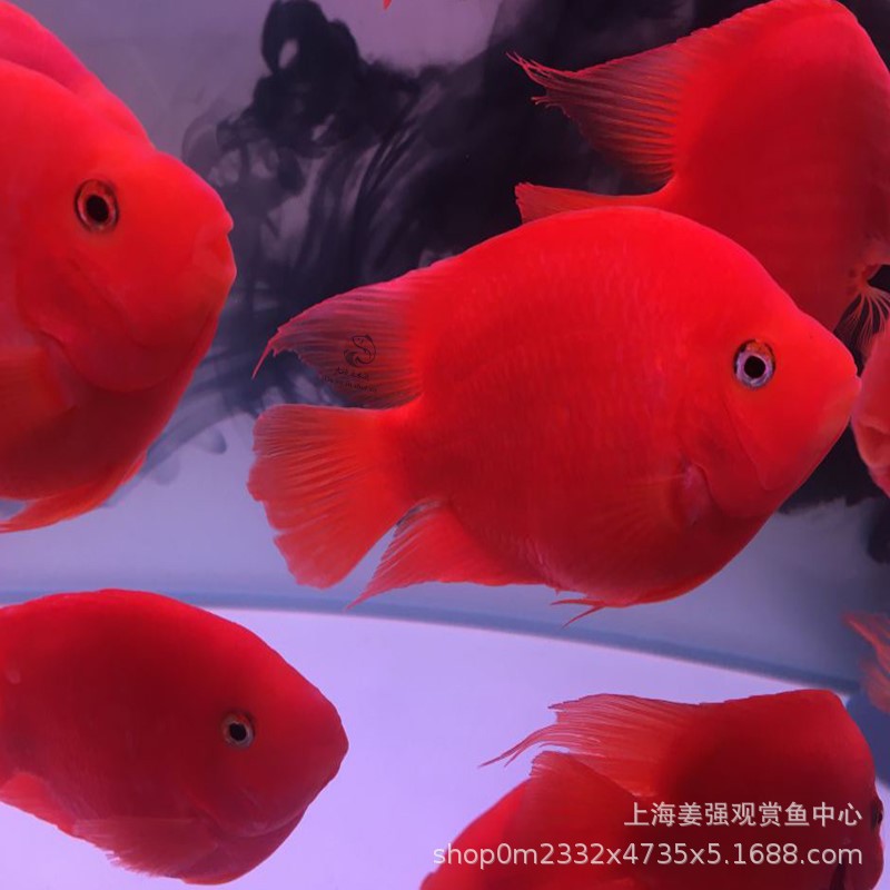 热带观赏鱼血红鹦鹉鱼活鱼发财鱼活体银龙鱼淡水招财鱼元宝红财神