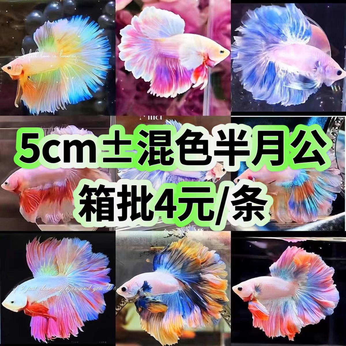 Thai Douyu Тропическая декоративная рыба Lion King Wedding Fish Fish Half Mod