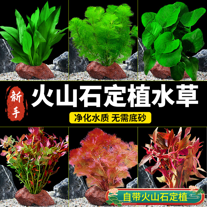 疯狂水草 Вулканические камни посадить настоящие травяные рыбные танки озеленение негативная трава трава зеленая хризантема водные растения оптовые