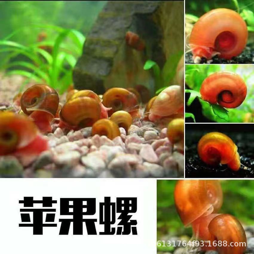 Яблочная улитка декоративный винт -инструмент Snail Aquarium Pet Living Trag
