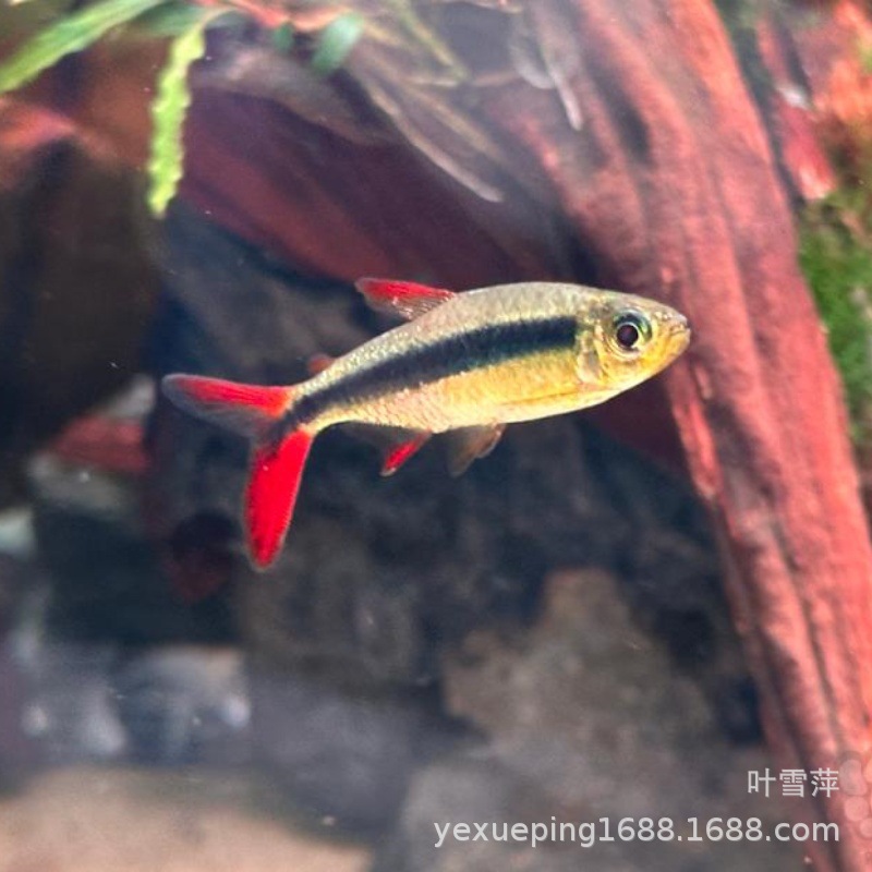 Chi Flame Green Emerald Lantern Fish Fish South American Импортированная маленькая лампа рыба редкие разновидности красного пламени из красного пламени нефритовое зеленый свет