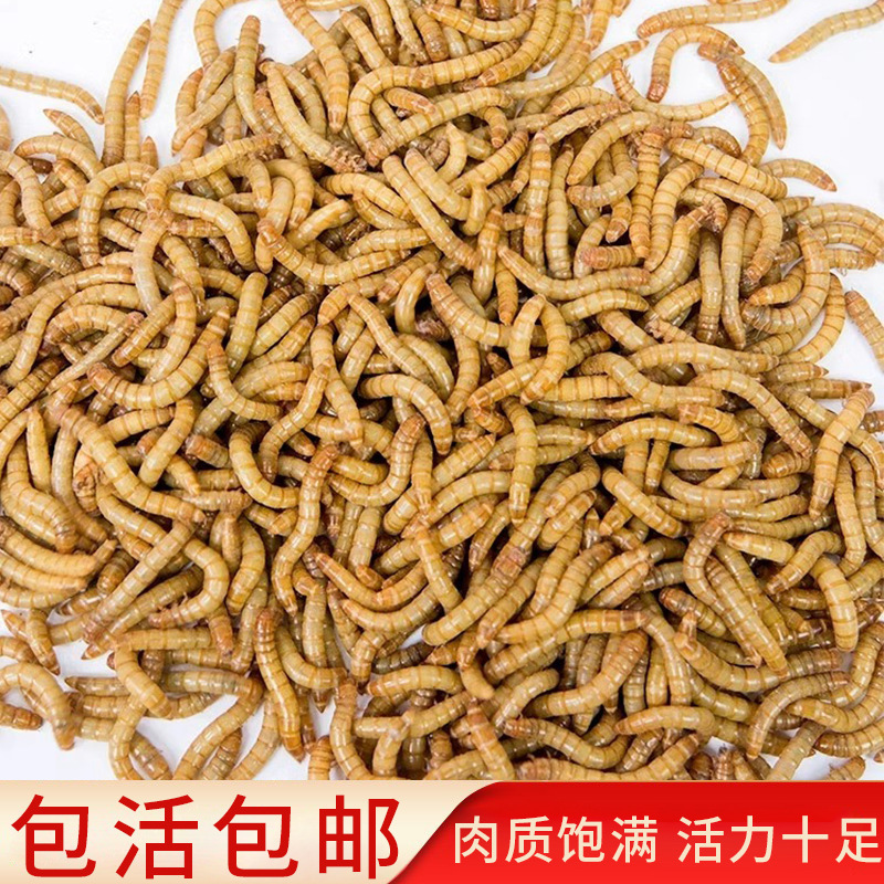 Bidworm Live насекомые белки насекомые желтые блюда Пакет Пакет Live Larva Lizards Генитальные хомя