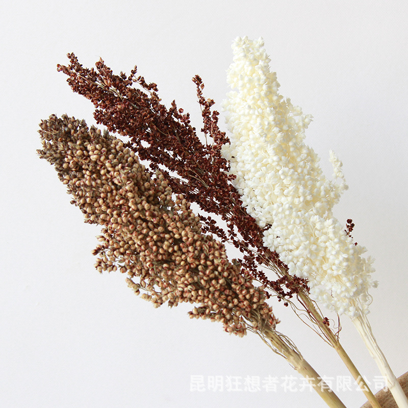 狂想者 Новый продукт [Sorghum Single Branch] Натуральная сухая цветочная сцена съемки съемки