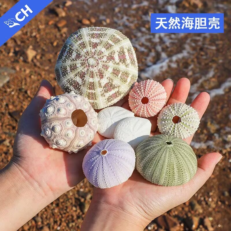 [Haishi Shell] Авианосец -носитель Amazon Supply Supply Merchant House Cerseration Shell Dazhuang