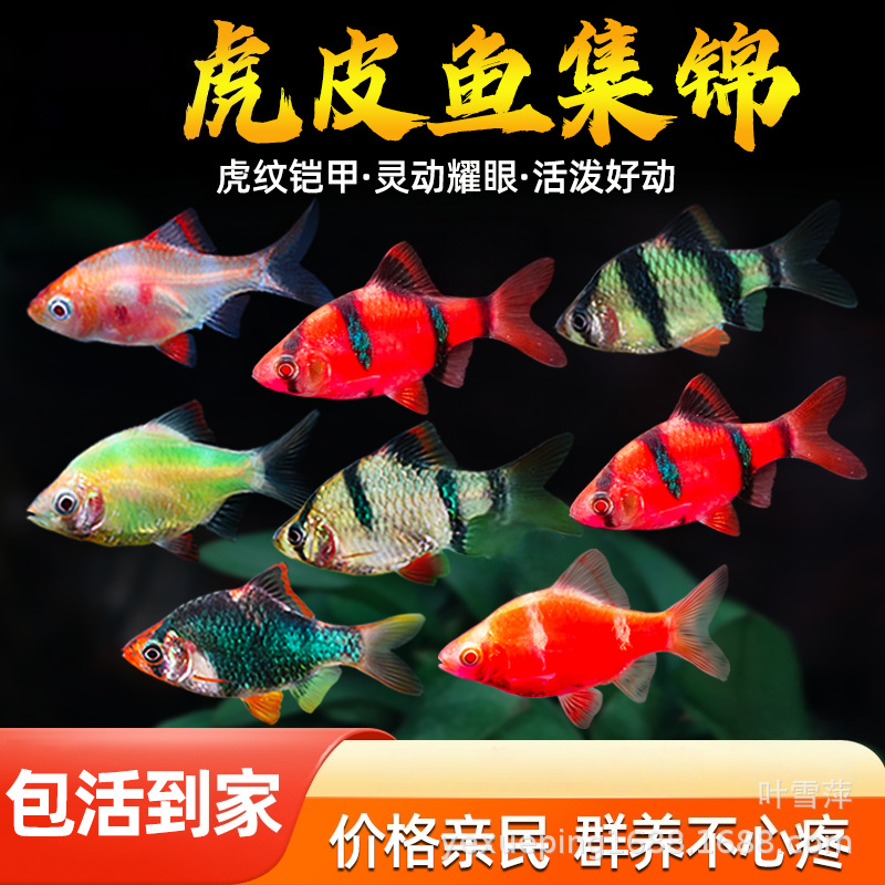 Tiger Leather Fish Living Body Флуоресцентное голубое зеленое жадит -кожа кожа золотая кожа тигра хорошая сумка и повреждение тропическая декоративная рыбалка