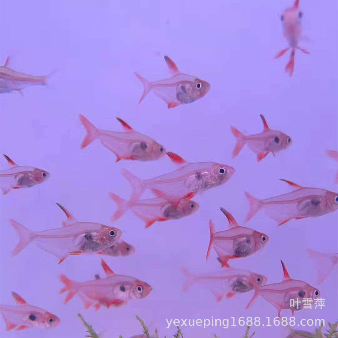 Парусник Red Dream Живой, Lanternidae Парусник Аквариум Рыбный косяк Маленькая рыбка Декоративная рыба Рыбалка Большое количество